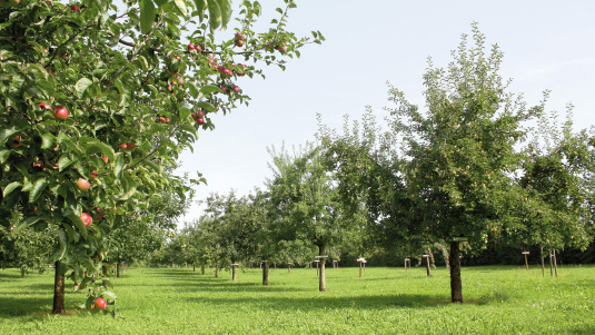 Obstsortensammlung Roggwil
